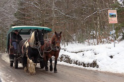 �m�C�V���o���V���^�C����