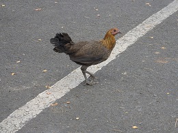 ハレイワタウン