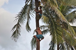 トンガのショー