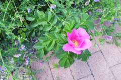 �����������ԉ�