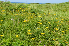 �����������ԉ�