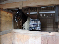 ����҂炳��