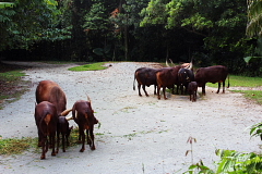 ナイトサファリー