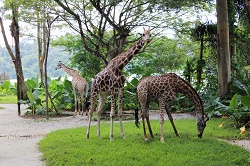 エレファント・ライド