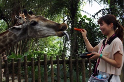 エレファント・ライド