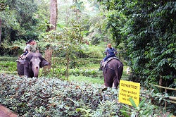 エレファント・ライド