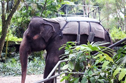 エレファント・ライド