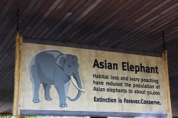 エレファント・ライド